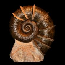 Grande Lytoceras Cornucopiae